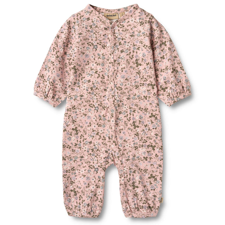 Felizia heilgalli, Powder Flowers