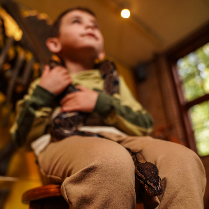 Hettupeysa, Dusty Green