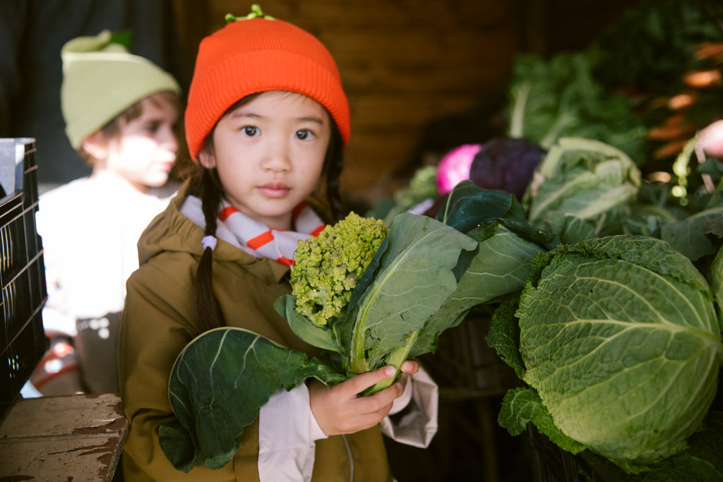 Atlas húgva, Tomato